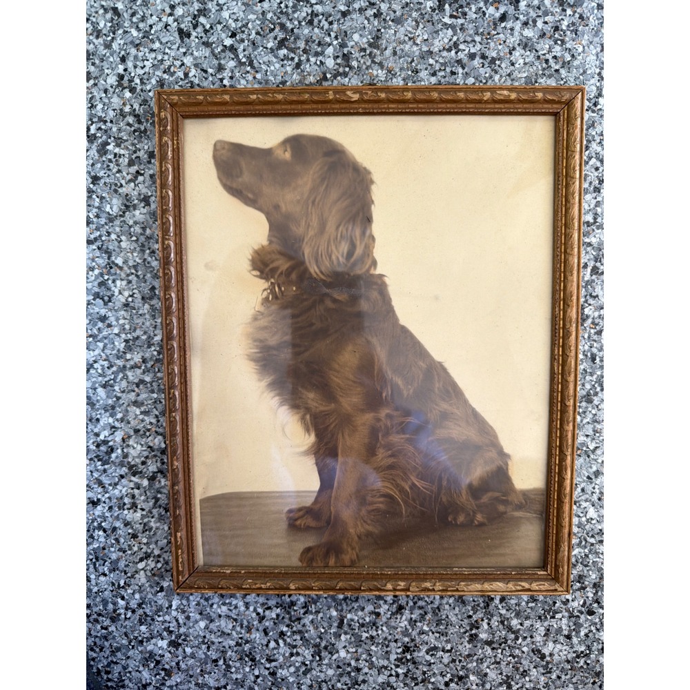 Vintage Framed Sepia Dog Portrait Spaniel Setter Gold Ornate Wood Frame 10x12